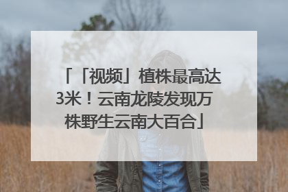 「视频」植株最高达3米！云南龙陵发现万株野生云南大百合