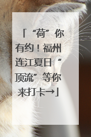 “荷”你有约！福州连江夏日“顶流”等你来打卡→