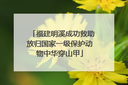 福建明溪成功救助放归国家一级保护动物中华穿山甲