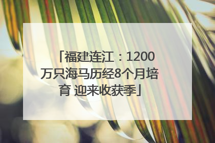 福建连江：1200万只海马历经8个月培育 迎来收获季