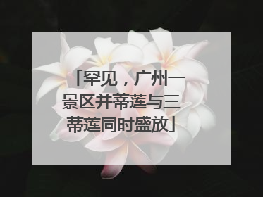 罕见，广州一景区并蒂莲与三蒂莲同时盛放