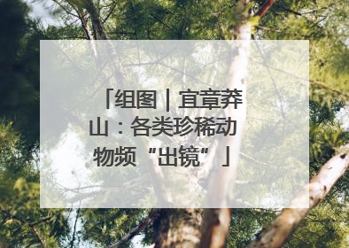 组图｜宜章莽山：各类珍稀动物频“出镜”