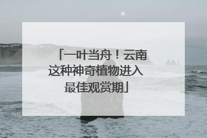 一叶当舟！云南这种神奇植物进入最佳观赏期
