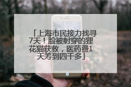 上海市民接力找寻7天！脸被射穿的狸花猫获救，医药费1天筹到四千多