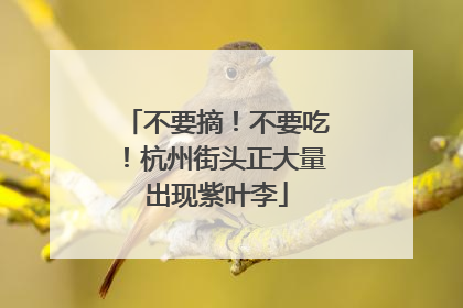 不要摘！不要吃！杭州街头正大量出现紫叶李