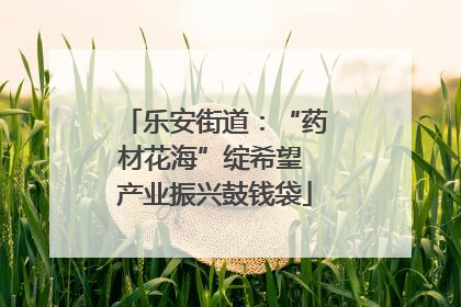 乐安街道：“药材花海”绽希望 产业振兴鼓钱袋