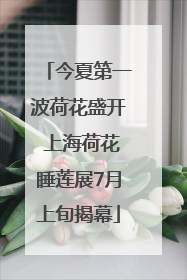 今夏第一波荷花盛开 上海荷花睡莲展7月上旬揭幕