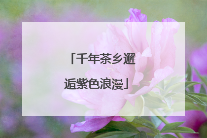 千年茶乡邂逅紫色浪漫