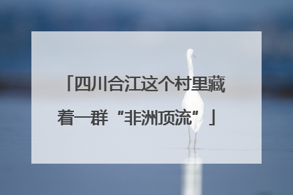 四川合江这个村里藏着一群“非洲顶流”
