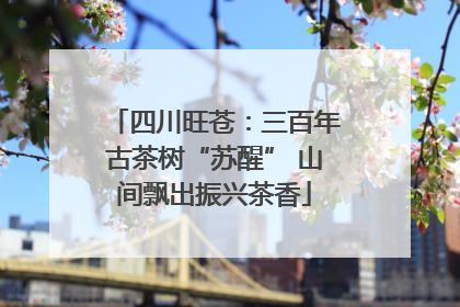 四川旺苍：三百年古茶树“苏醒” 山间飘出振兴茶香