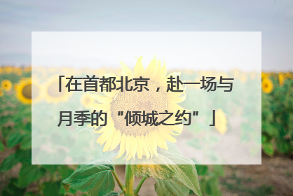 在首都北京，赴一场与月季的“倾城之约”