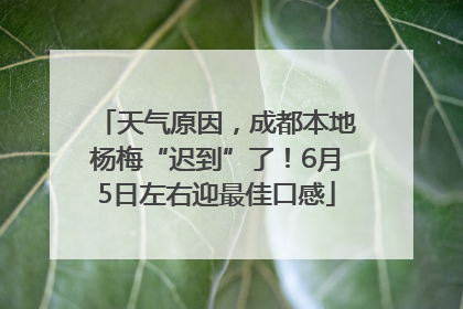 天气原因，成都本地杨梅“迟到”了！6月5日左右迎最佳口感