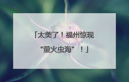 太美了！福州惊现“萤火虫海”！