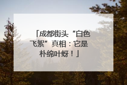 成都街头“白色飞絮”真相：它是朴绵叶蚜！