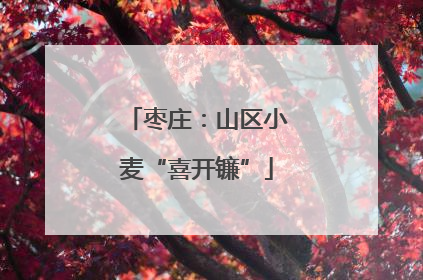 枣庄：山区小麦“喜开镰”