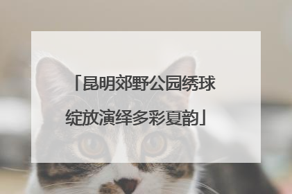 昆明郊野公园绣球绽放演绎多彩夏韵