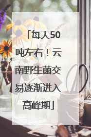 每天50吨左右！云南野生菌交易逐渐进入高峰期