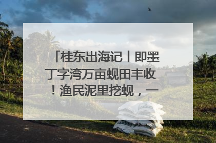 桂东出海记丨即墨丁字湾万亩蚬田丰收！渔民泥里挖蚬，一天上岸过千斤