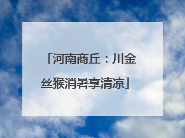 河南商丘：川金丝猴消暑享清凉