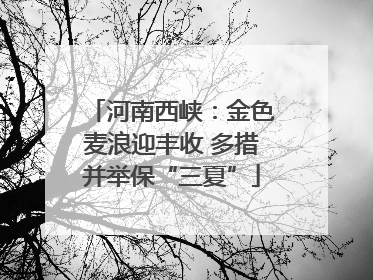 河南西峡：金色麦浪迎丰收 多措并举保“三夏”