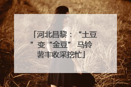 河北昌黎：“土豆”变“金豆” 马铃薯丰收采挖忙