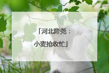 河北隆尧：小麦抢收忙