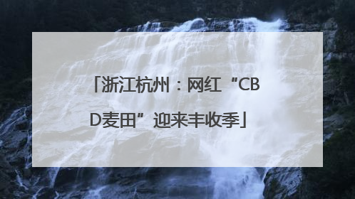 浙江杭州：网红“CBD麦田”迎来丰收季