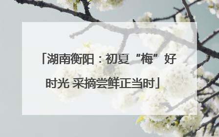 湖南衡阳：初夏“梅”好时光 采摘尝鲜正当时