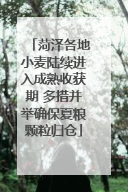 菏泽各地小麦陆续进入成熟收获期 多措并举确保夏粮颗粒归仓