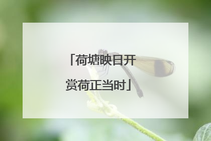 荷塘映日开 赏荷正当时