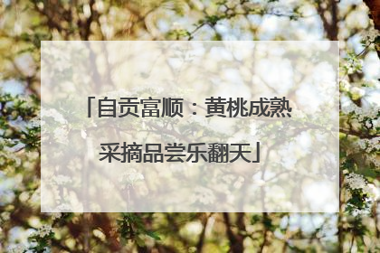 自贡富顺：黄桃成熟 采摘品尝乐翻天