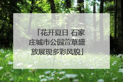 花开夏日 石家庄城市公园萱草盛放展现多彩风貌