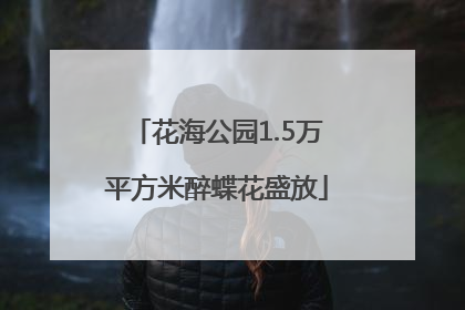 花海公园1.5万平方米醉蝶花盛放