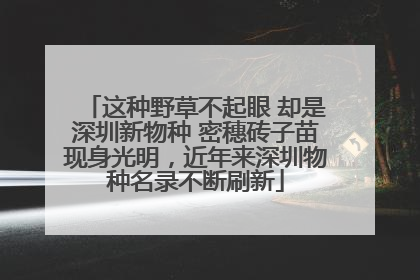 这种野草不起眼 却是深圳新物种 密穗砖子苗现身光明，近年来深圳物种名录不断刷新