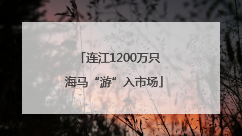 连江1200万只海马“游”入市场