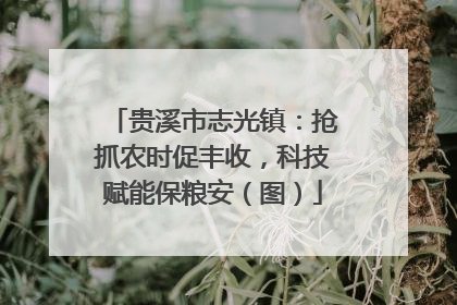 贵溪市志光镇：抢抓农时促丰收，科技赋能保粮安（图）