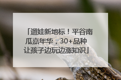 遛娃新地标！平谷南瓜嘉年华，30+品种让孩子边玩边涨知识