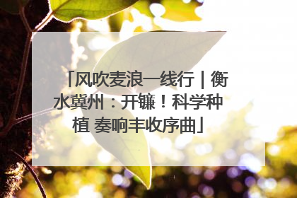 风吹麦浪一线行｜衡水冀州：开镰！科学种植 奏响丰收序曲