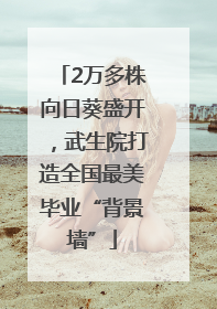 2万多株向日葵盛开，武生院打造全国最美毕业“背景墙”